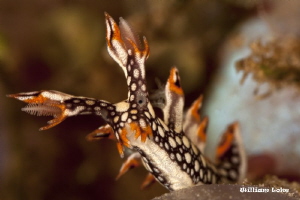Bornella Nudibranch by William Loke 